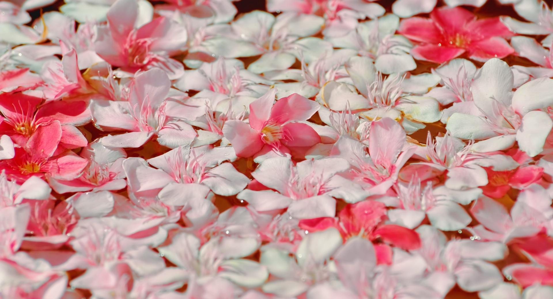 Floating Petals at 1024 x 1024 iPad size wallpapers HD quality