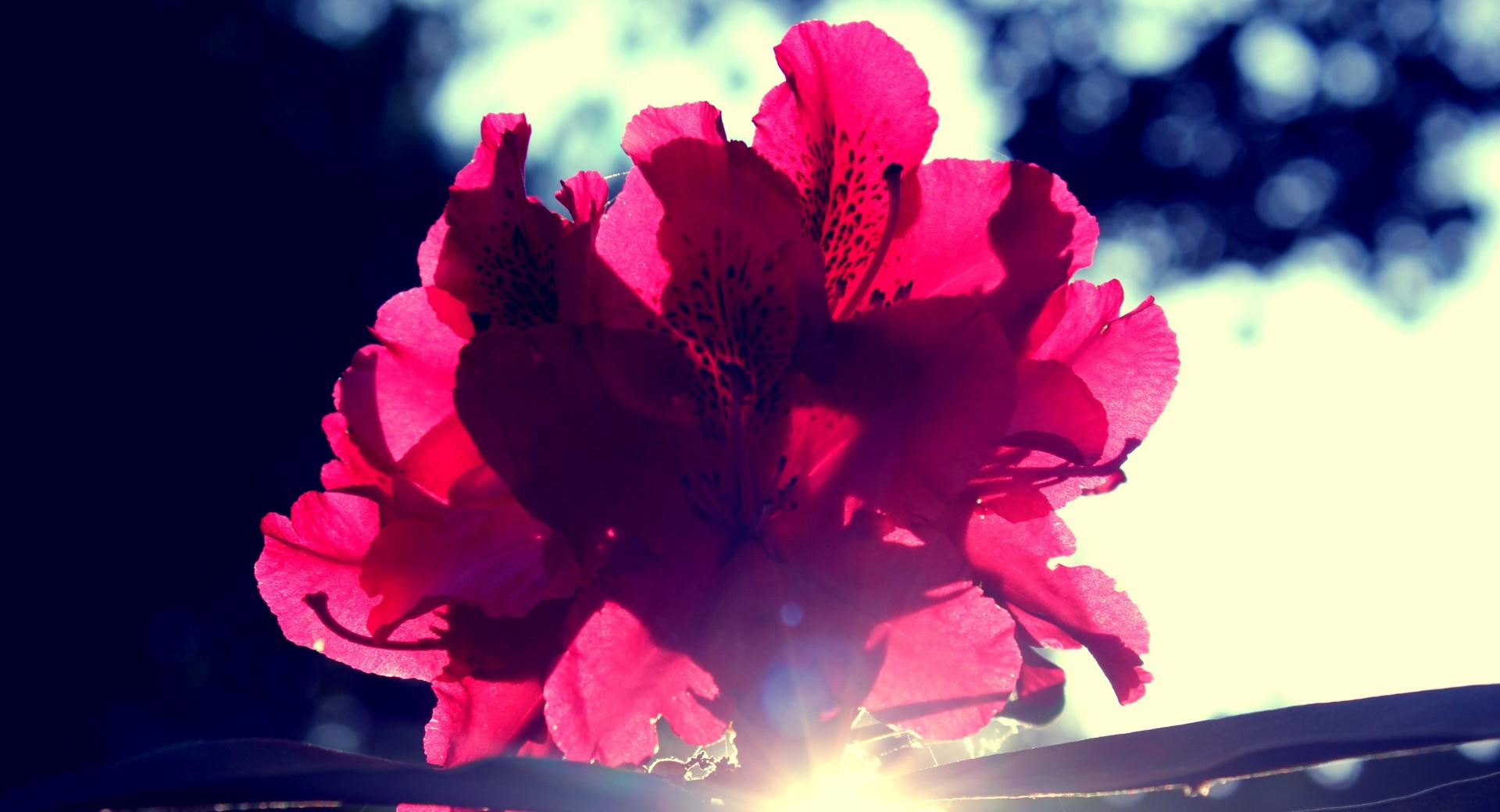 Flower and Sun wallpapers HD quality