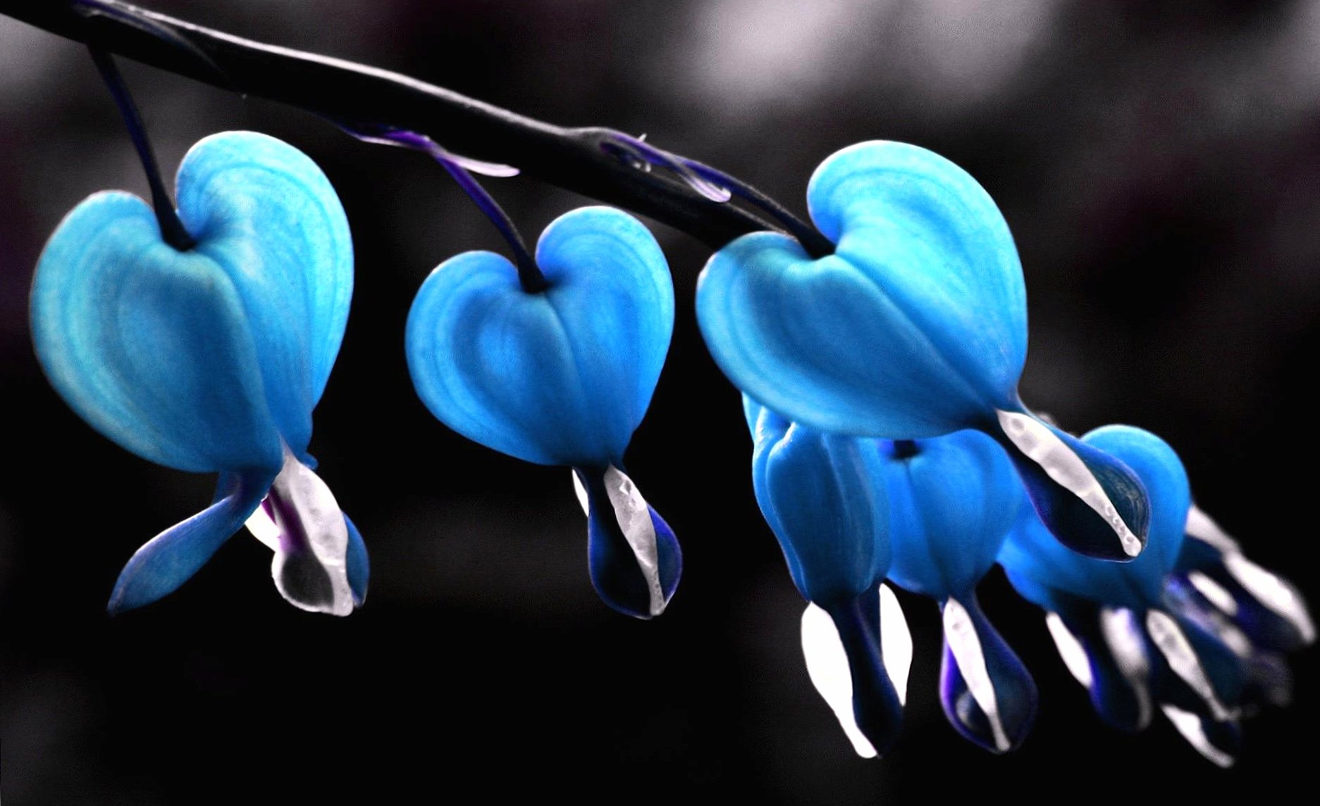 flowers blue wallpapers HD quality