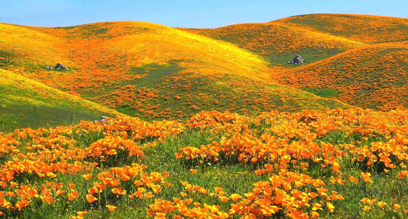 Flowers hills at 1024 x 768 size wallpapers HD quality