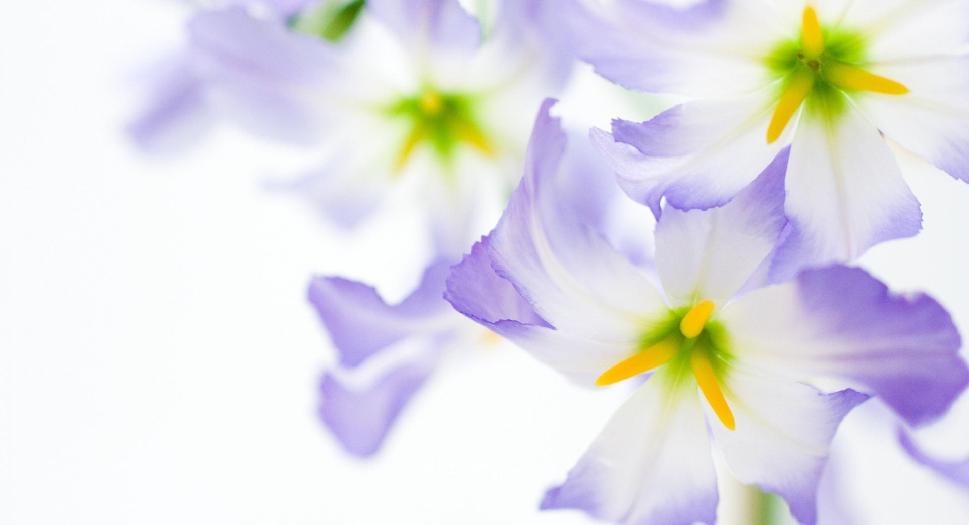 Flowers On White Background wallpapers HD quality
