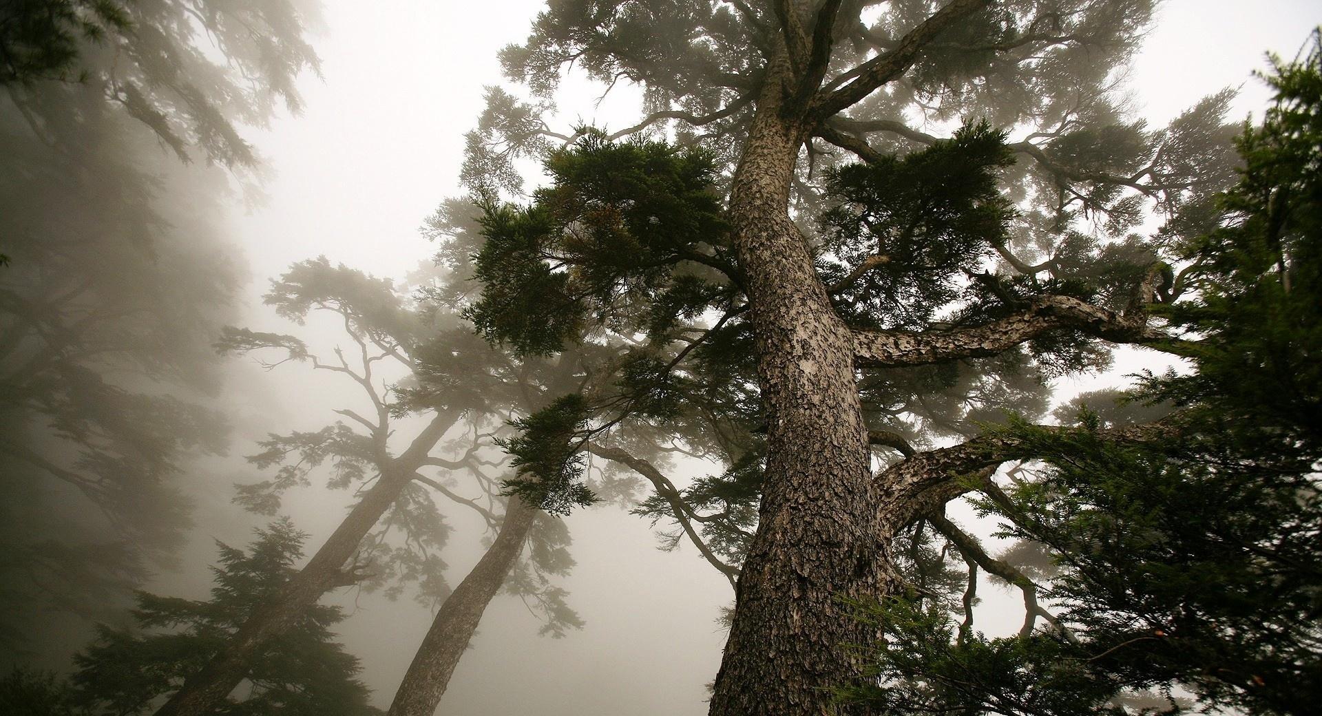 Foggy Forest at 640 x 1136 iPhone 5 size wallpapers HD quality