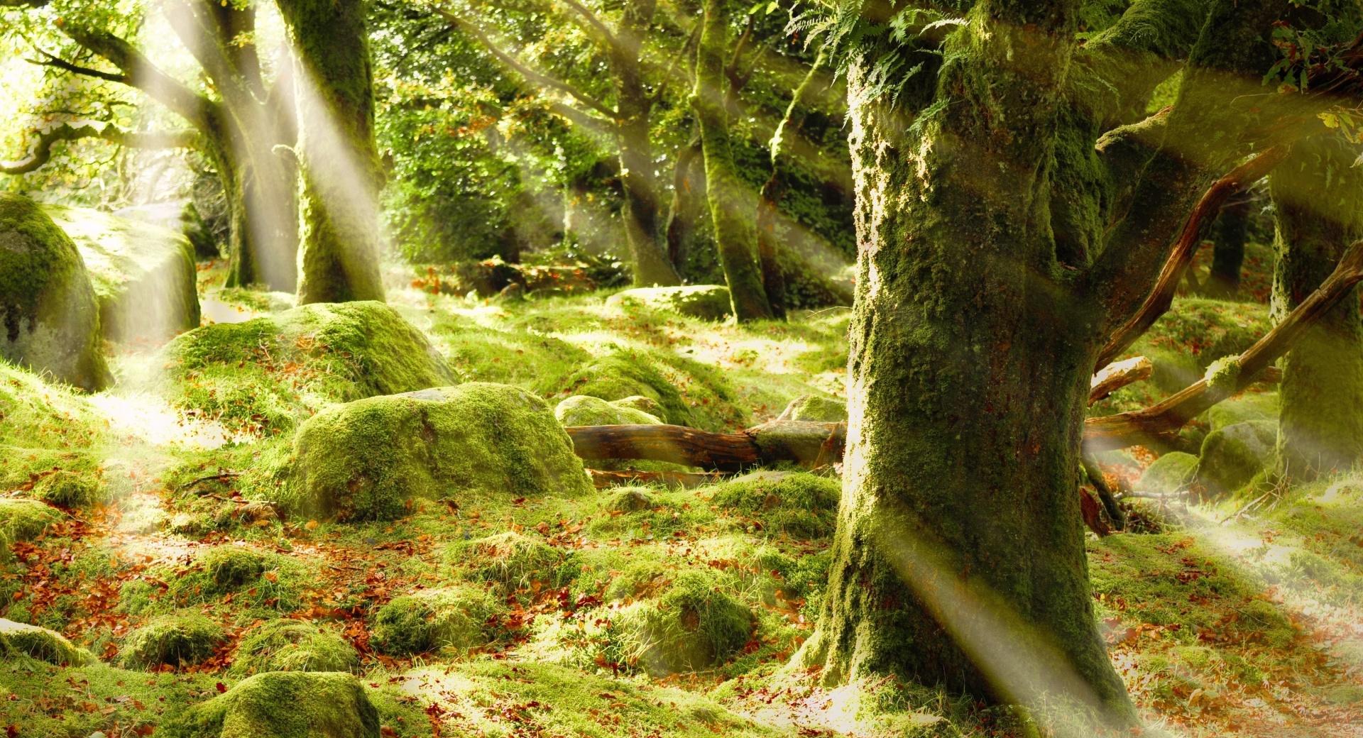 Forest Covered In Moss wallpapers HD quality