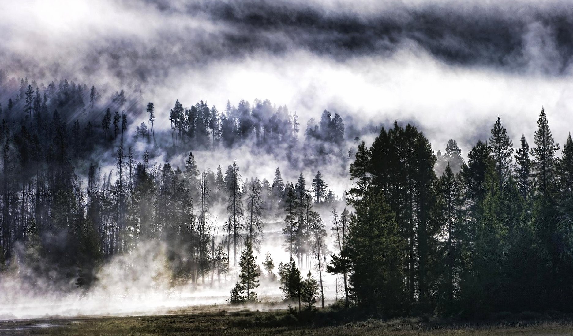 Forest in yellowstone wallpapers HD quality