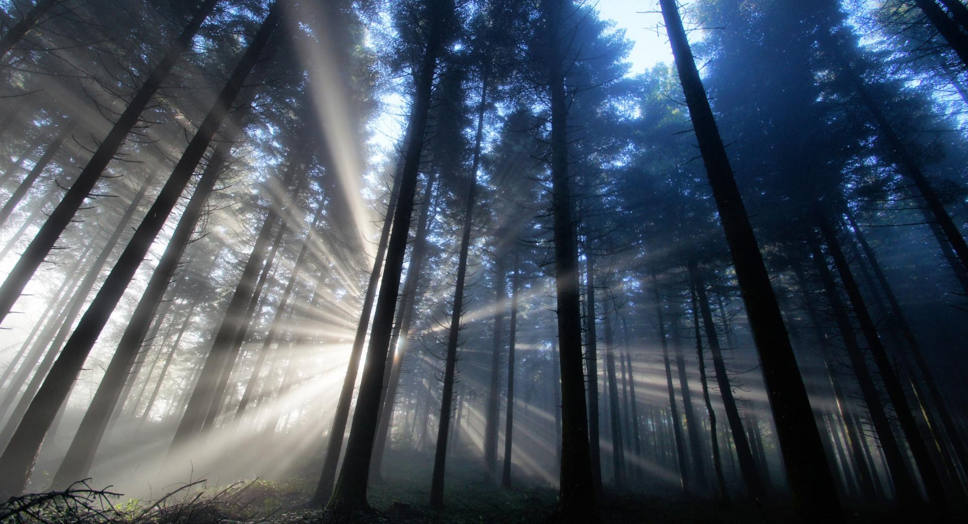 Forest Light Rays at 640 x 960 iPhone 4 size wallpapers HD quality