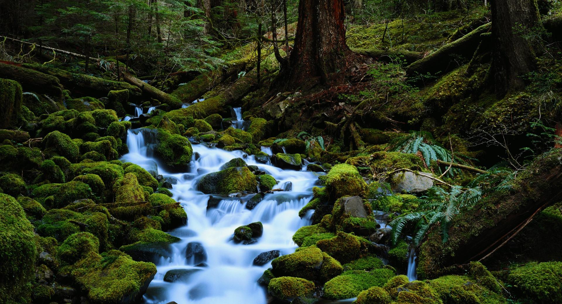 Forest Stream wallpapers HD quality