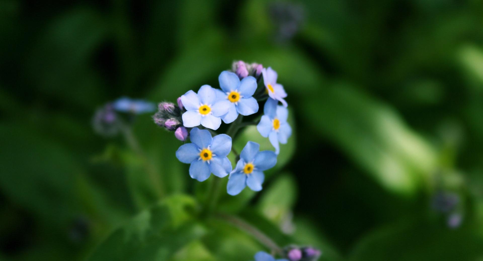 Forget-me-not Flower at 1024 x 768 size wallpapers HD quality