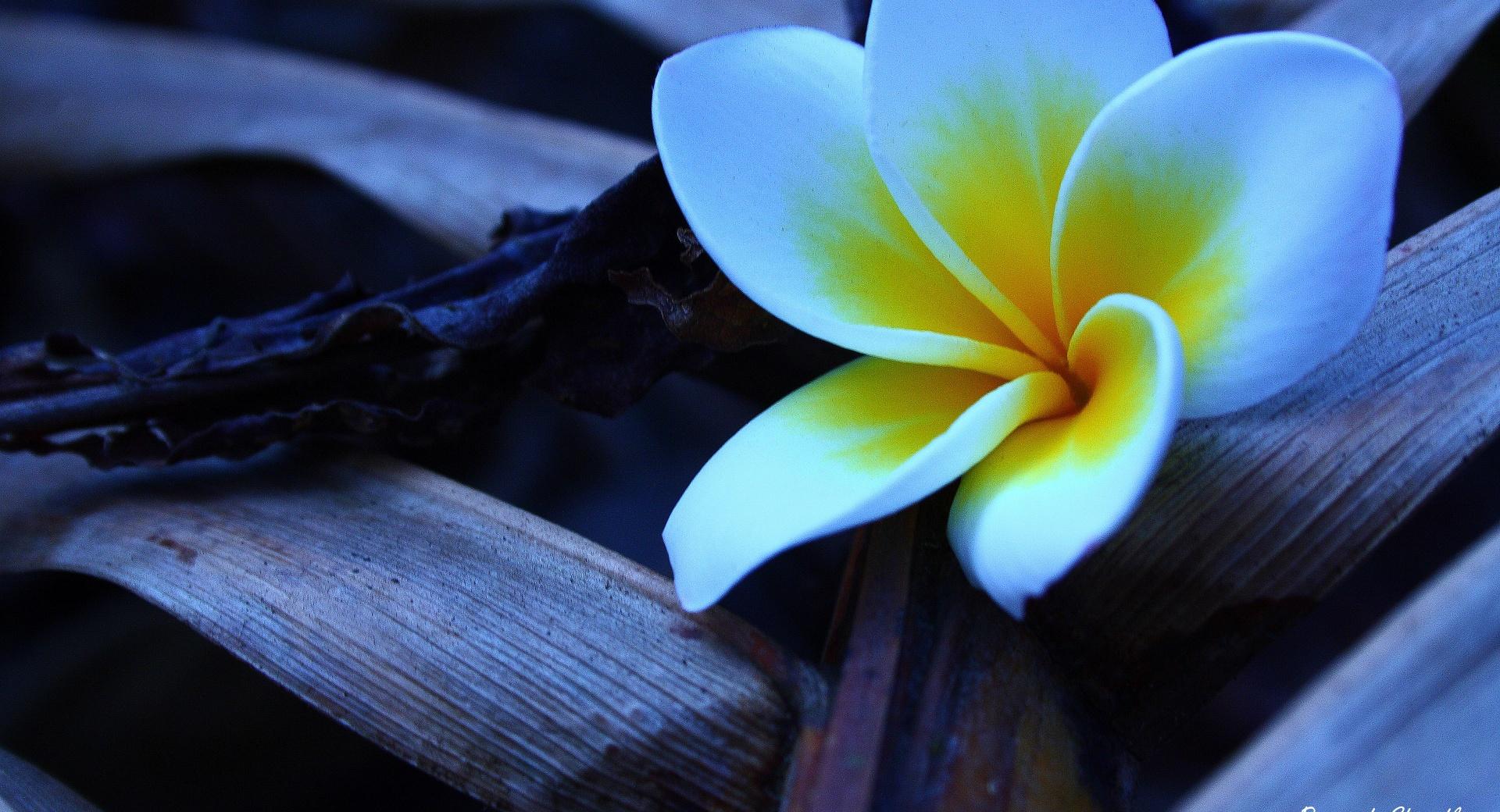 Frangipani In The Morning 1 at 2048 x 2048 iPad size wallpapers HD quality