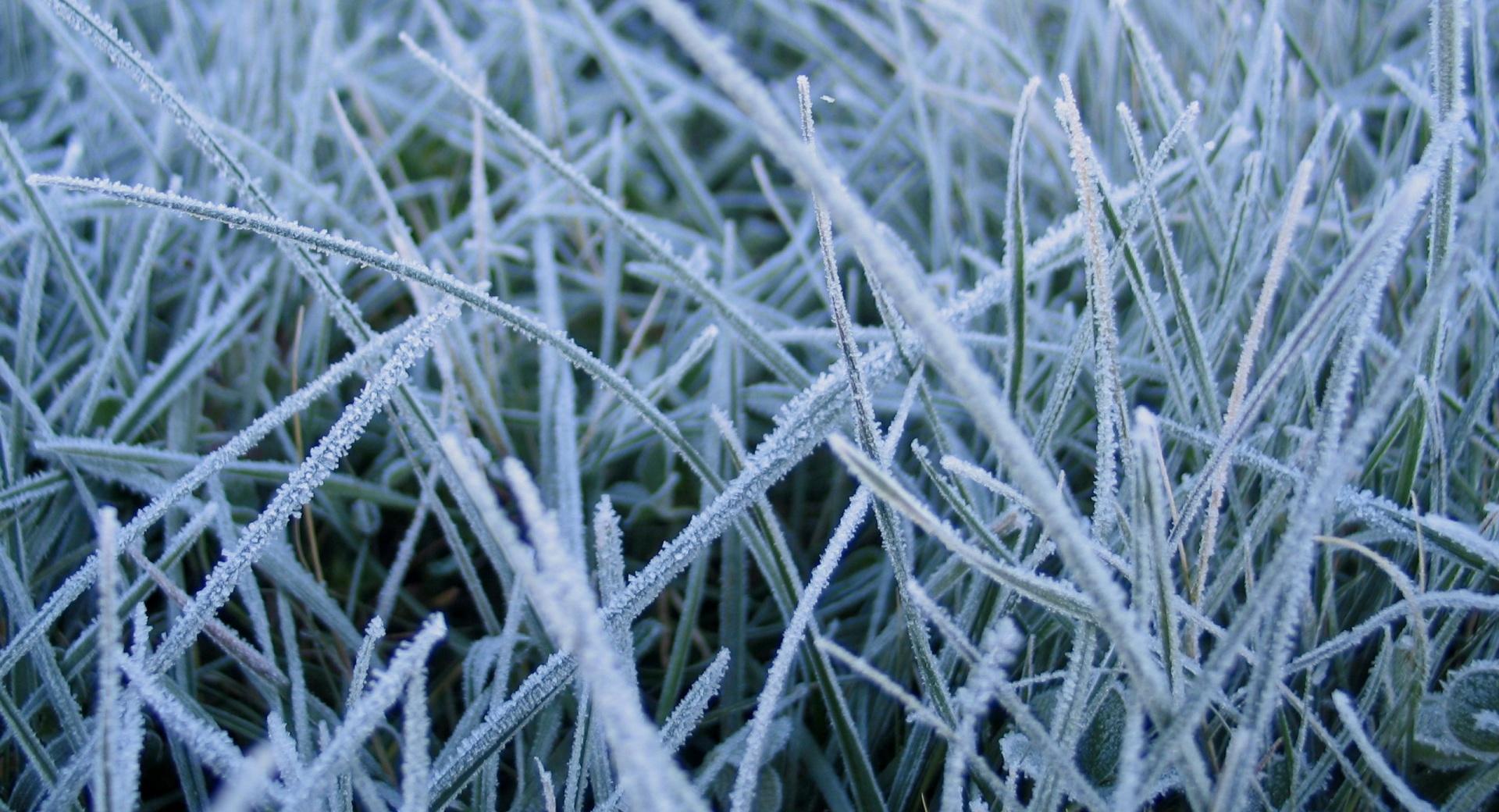 Frosted Grass at 750 x 1334 iPhone 6 size wallpapers HD quality