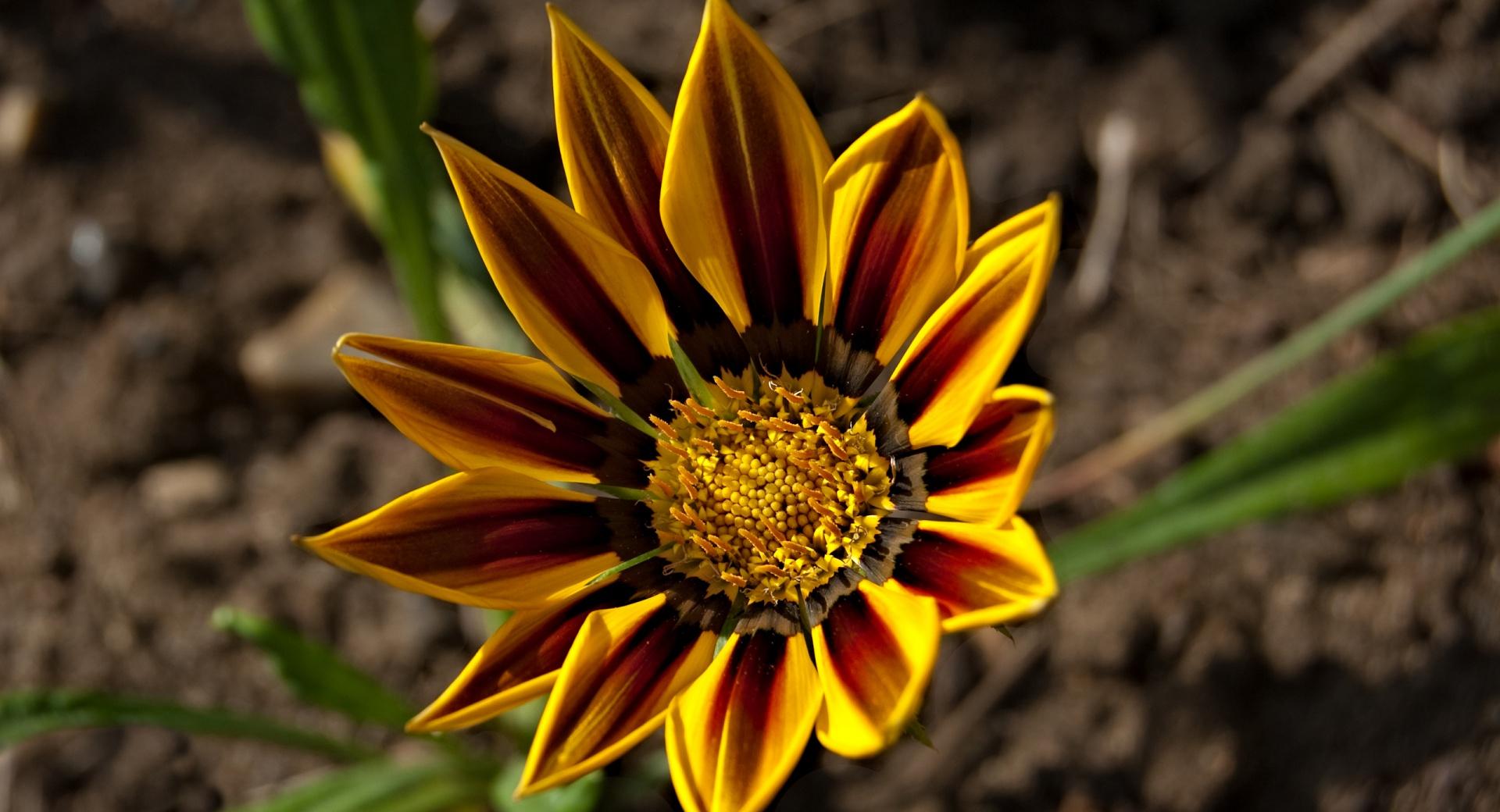 Gazania Tiger Stripe at 640 x 960 iPhone 4 size wallpapers HD quality