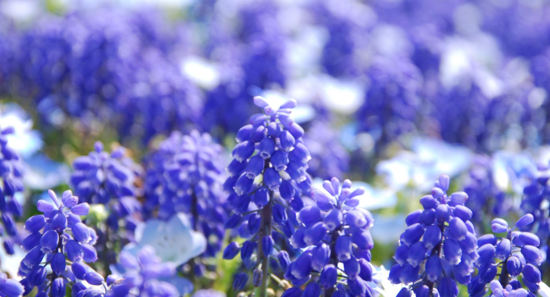 Grape Hyacinths at 640 x 1136 iPhone 5 size wallpapers HD quality