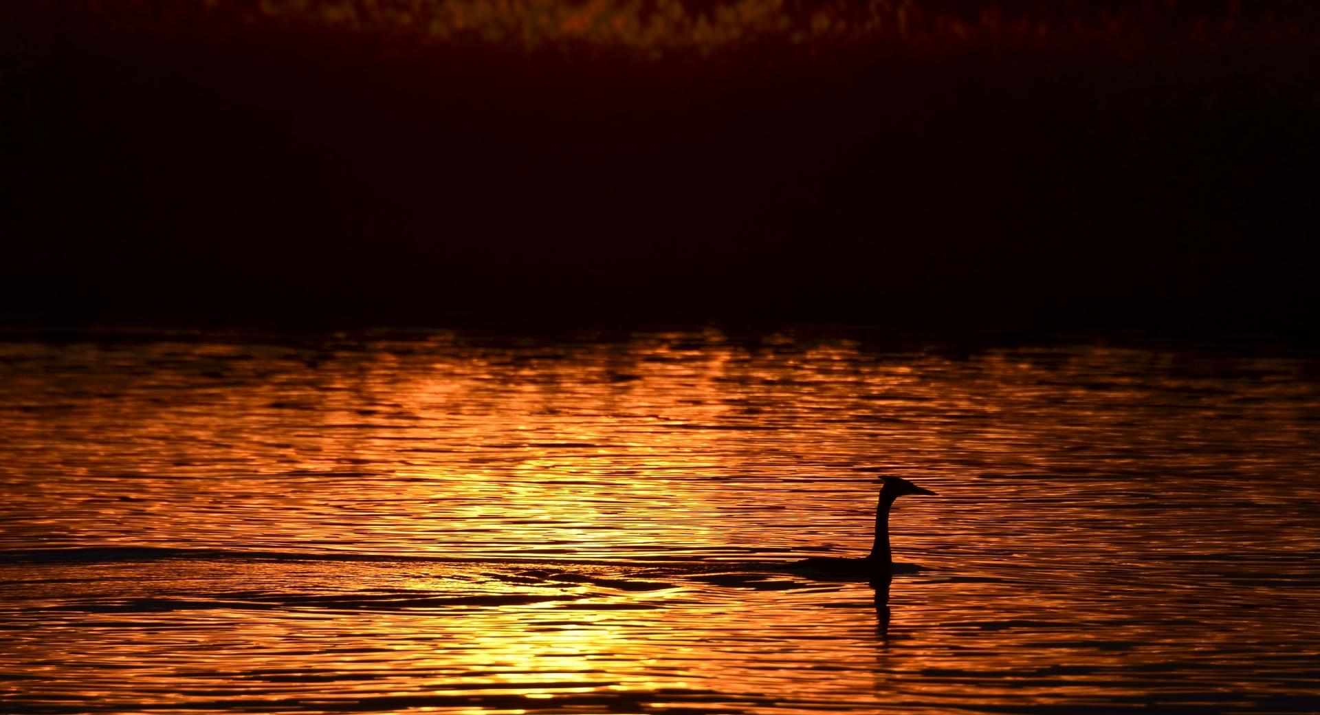 Great Crested Grebe at 640 x 960 iPhone 4 size wallpapers HD quality
