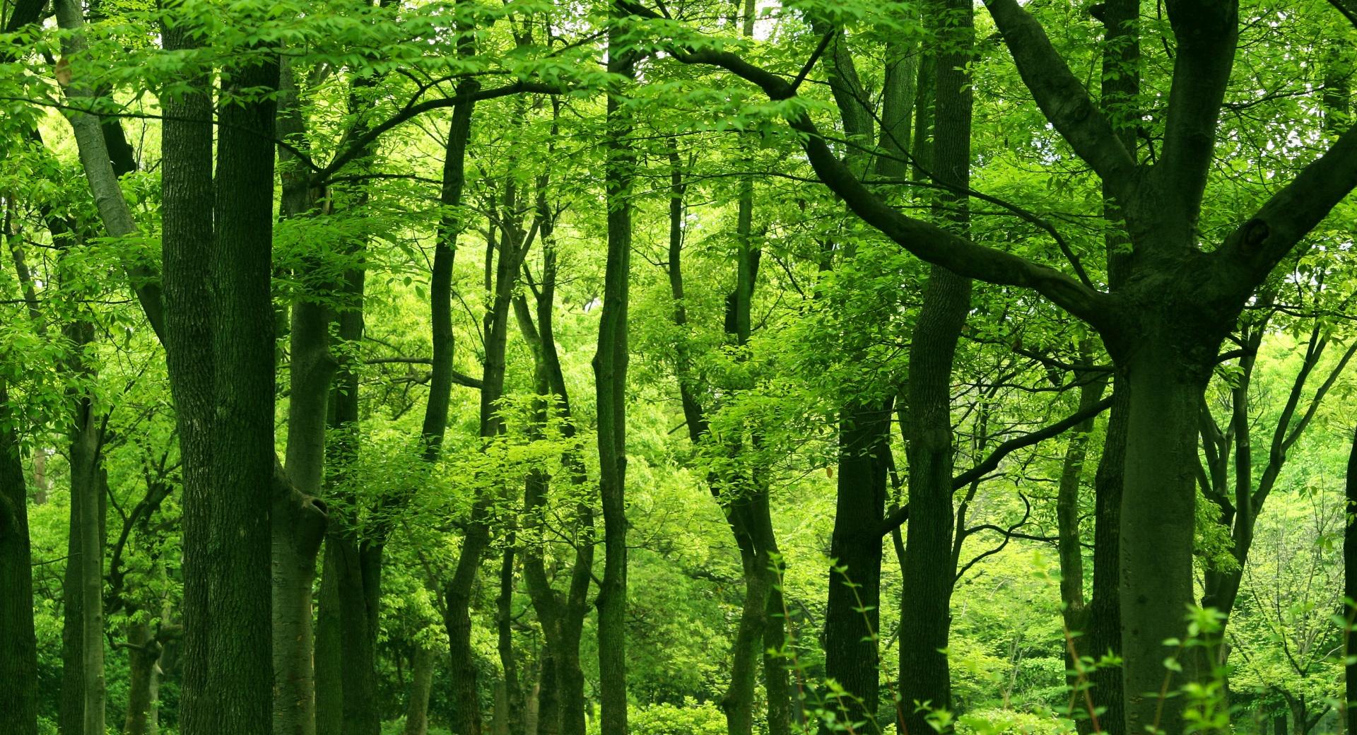 Green Forest, Summer wallpapers HD quality