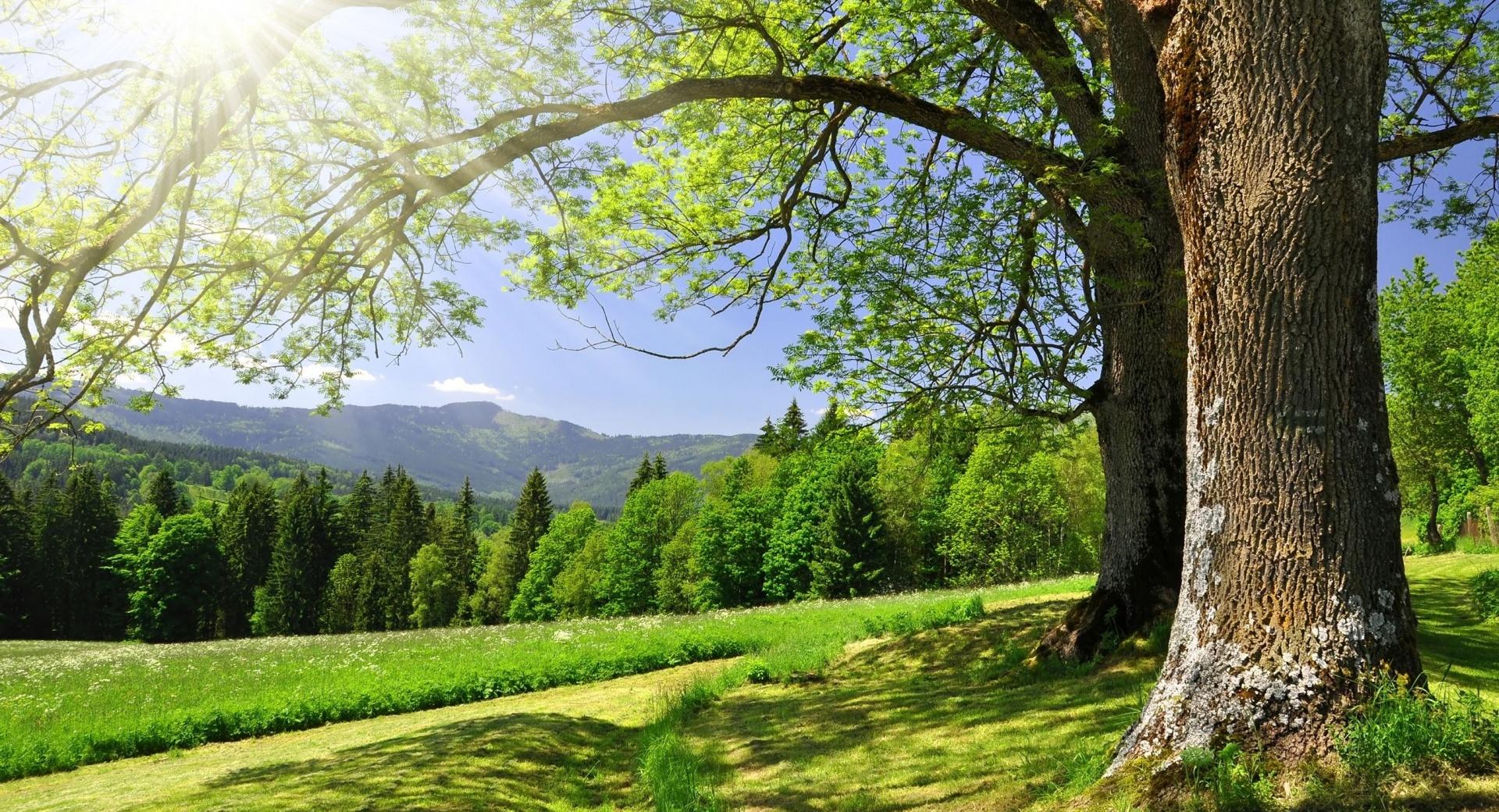 Green Landscape wallpapers HD quality