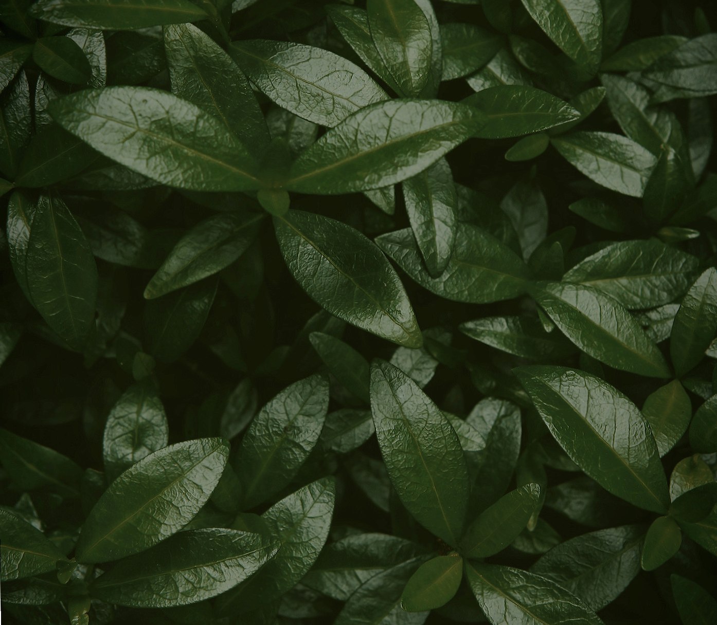 Green Plants at 640 x 1136 iPhone 5 size wallpapers HD quality