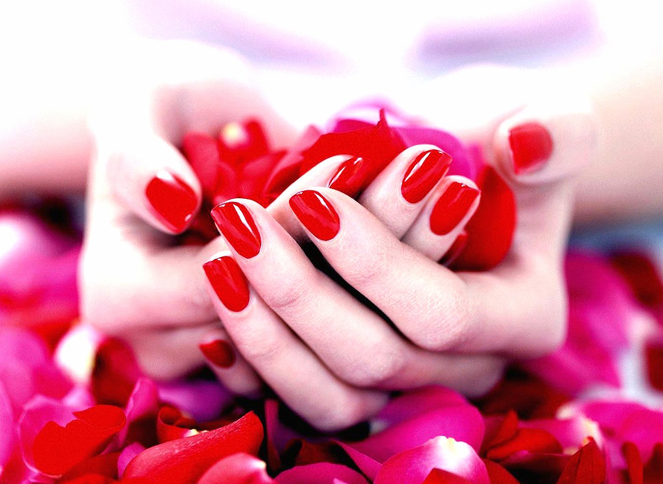 hands and rose petals wallpapers HD quality