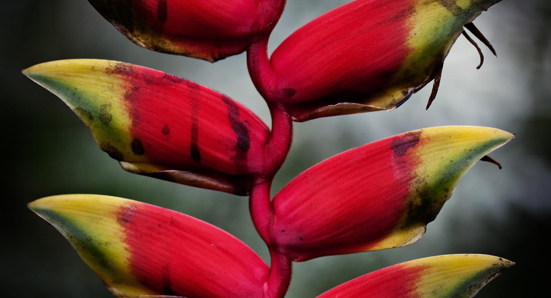 Heliconia Pendula Inflorescence at 640 x 1136 iPhone 5 size wallpapers HD quality