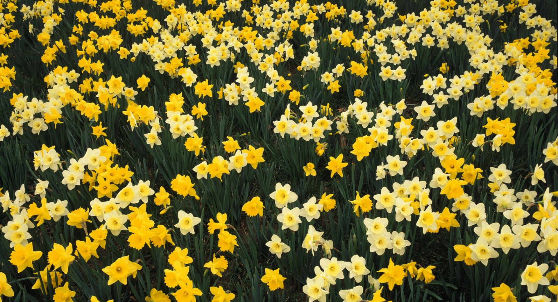 Hillside Of Daffodils Louisville Kentucky at 1334 x 750 iPhone 7 size wallpapers HD quality