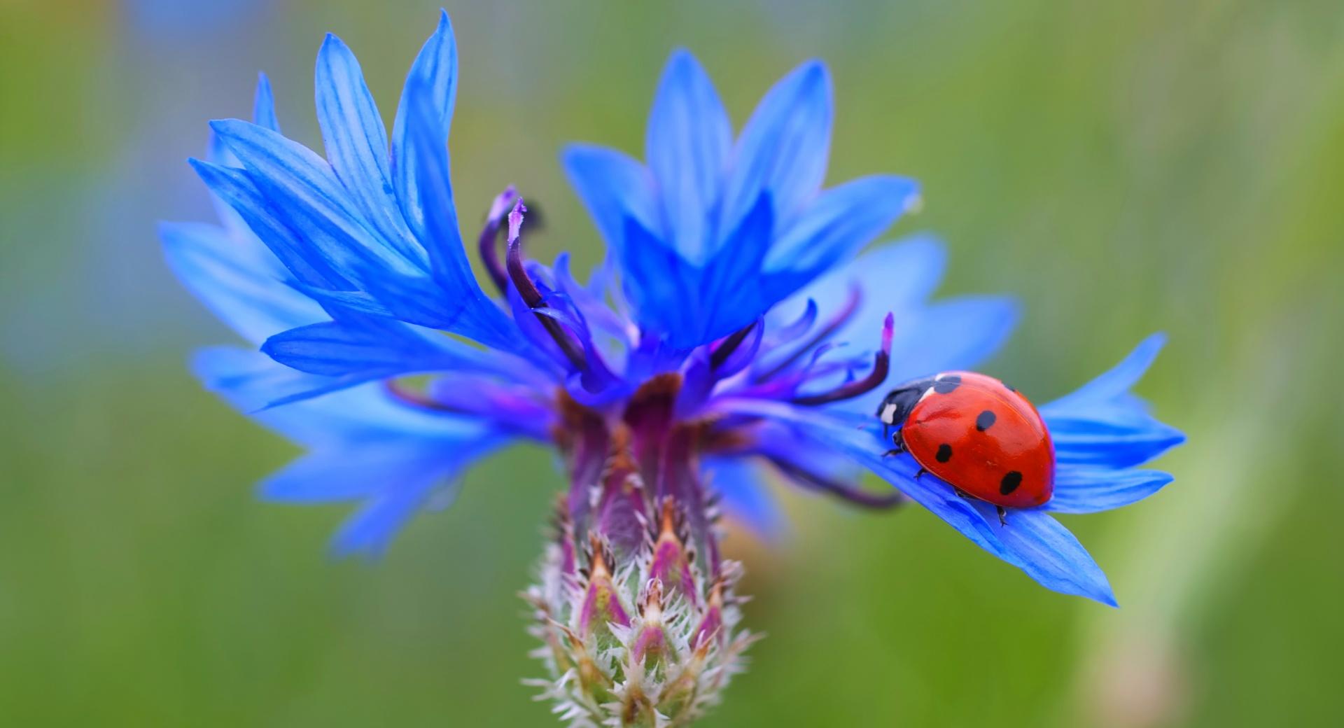 Ladybug On A Blue Cornflower Plant wallpapers HD quality
