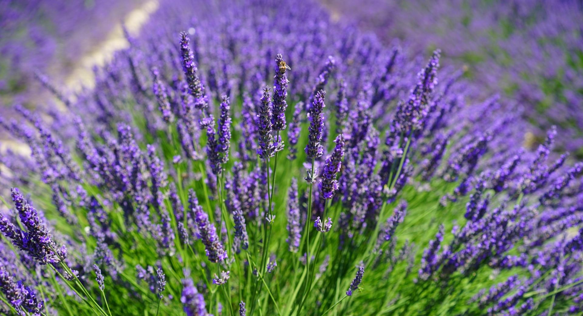 Lavender Plants at 640 x 1136 iPhone 5 size wallpapers HD quality