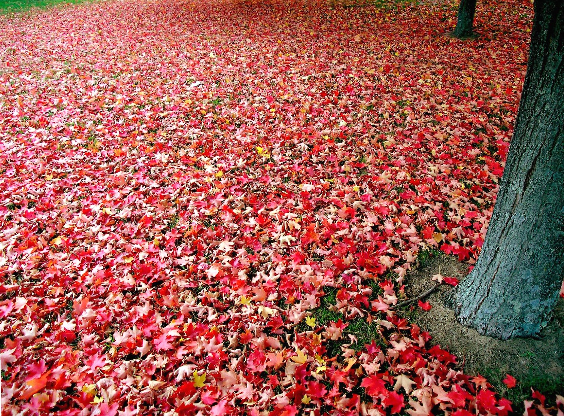 Leaves carpet autumn at 640 x 1136 iPhone 5 size wallpapers HD quality