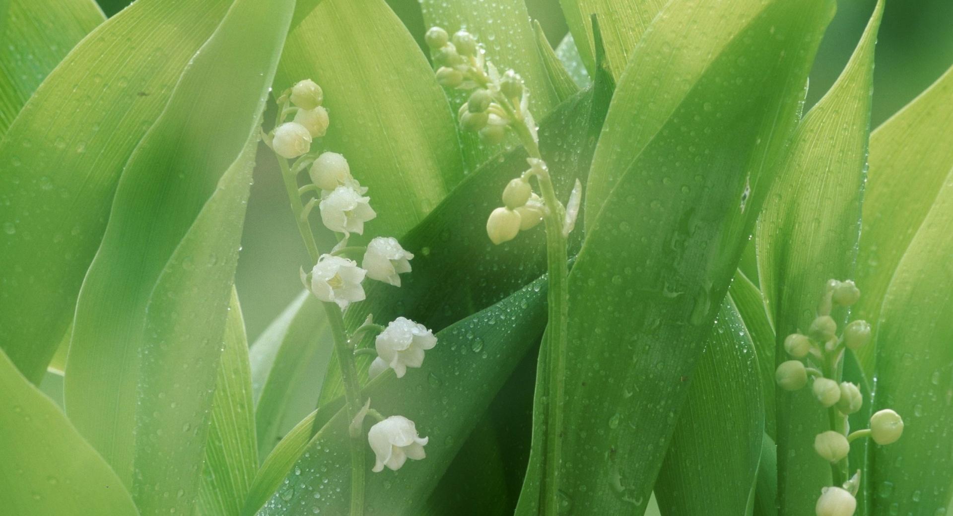 Lily Of The Valley With Water Drops wallpapers HD quality