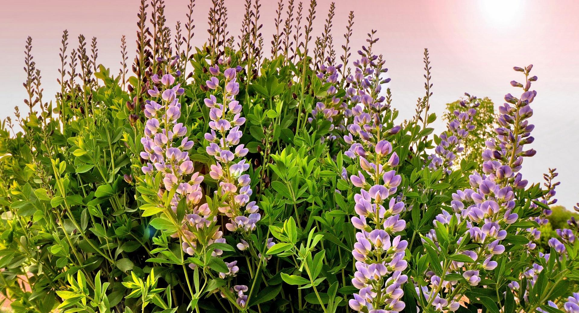 Lupines Flowers wallpapers HD quality
