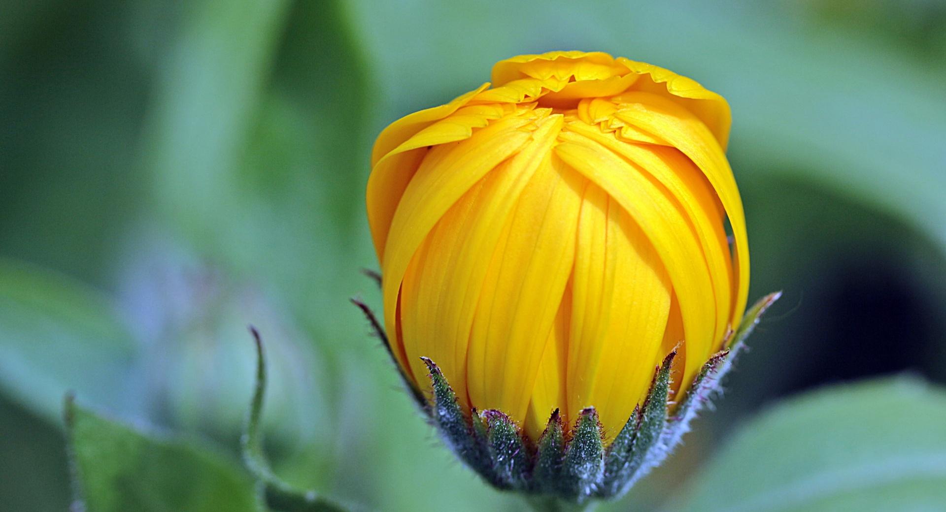 Marigold Calendula Bud Open at 750 x 1334 iPhone 6 size wallpapers HD quality