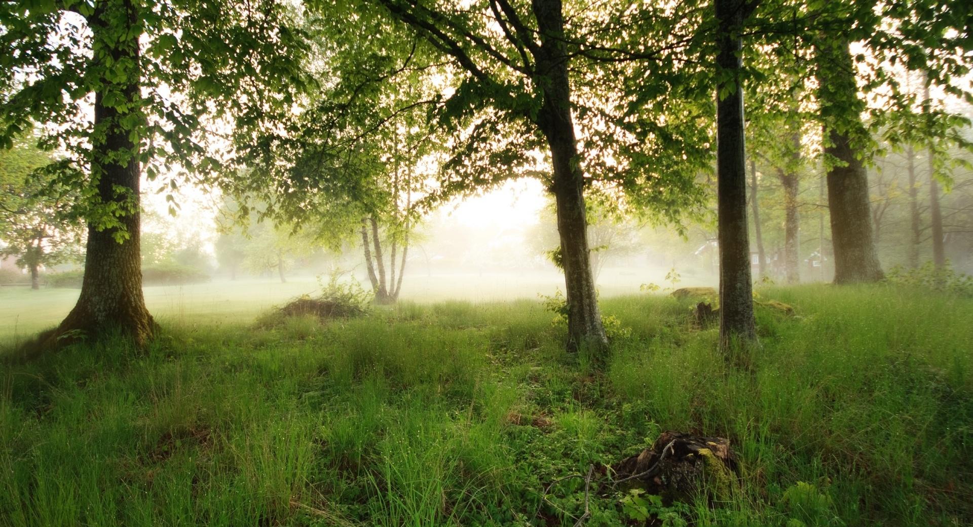 Morning Fog wallpapers HD quality