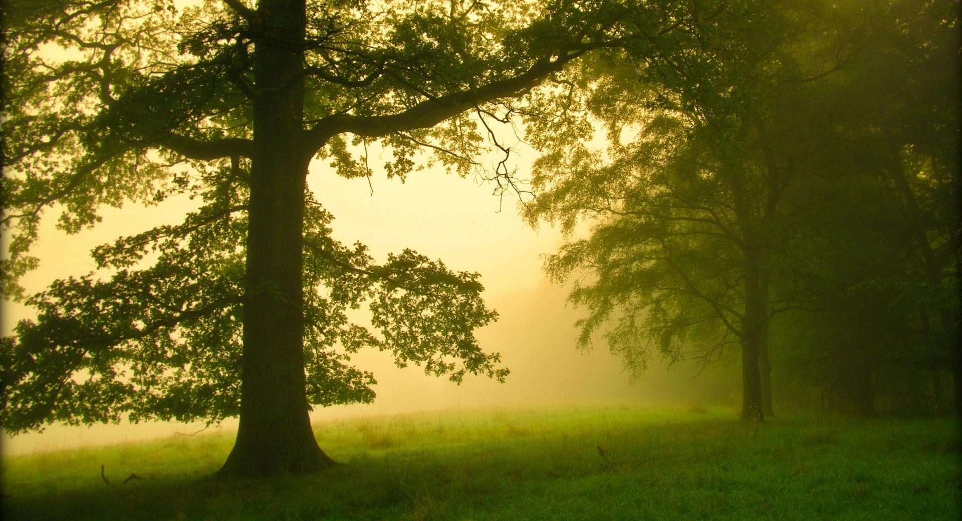 Morning Mist at 1152 x 864 size wallpapers HD quality