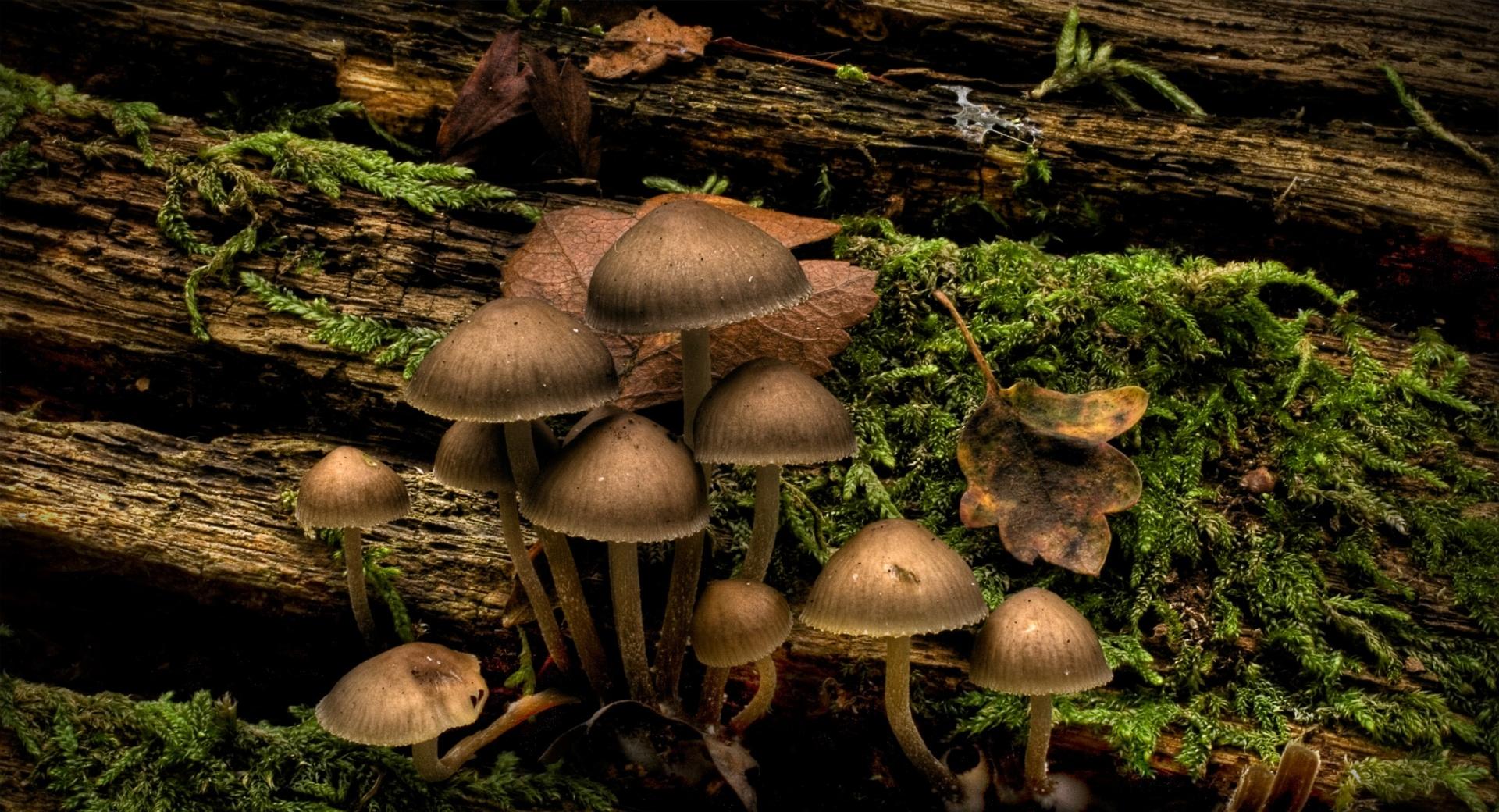 Mushrooms Growing On A Tree Stump at 320 x 480 iPhone size wallpapers HD quality