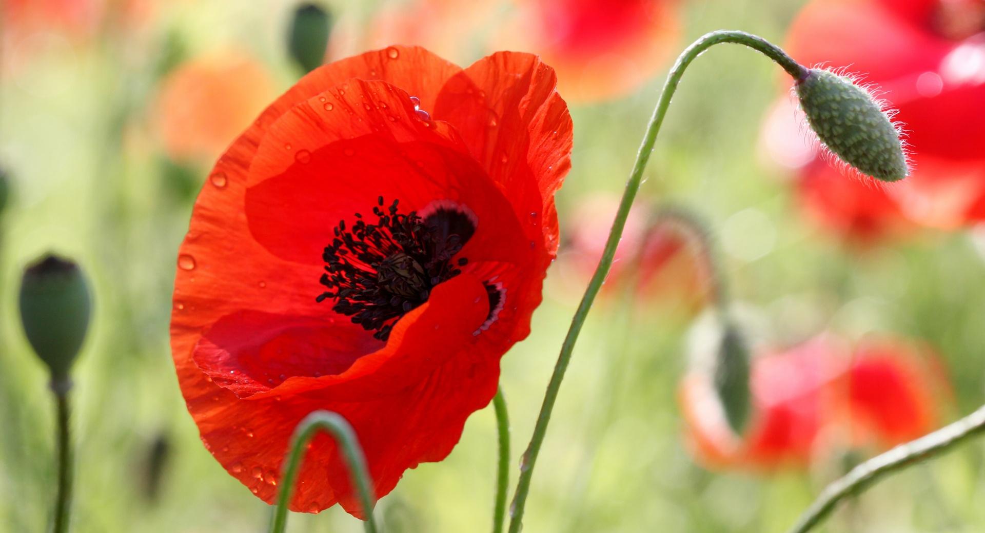 One Red Poppy wallpapers HD quality