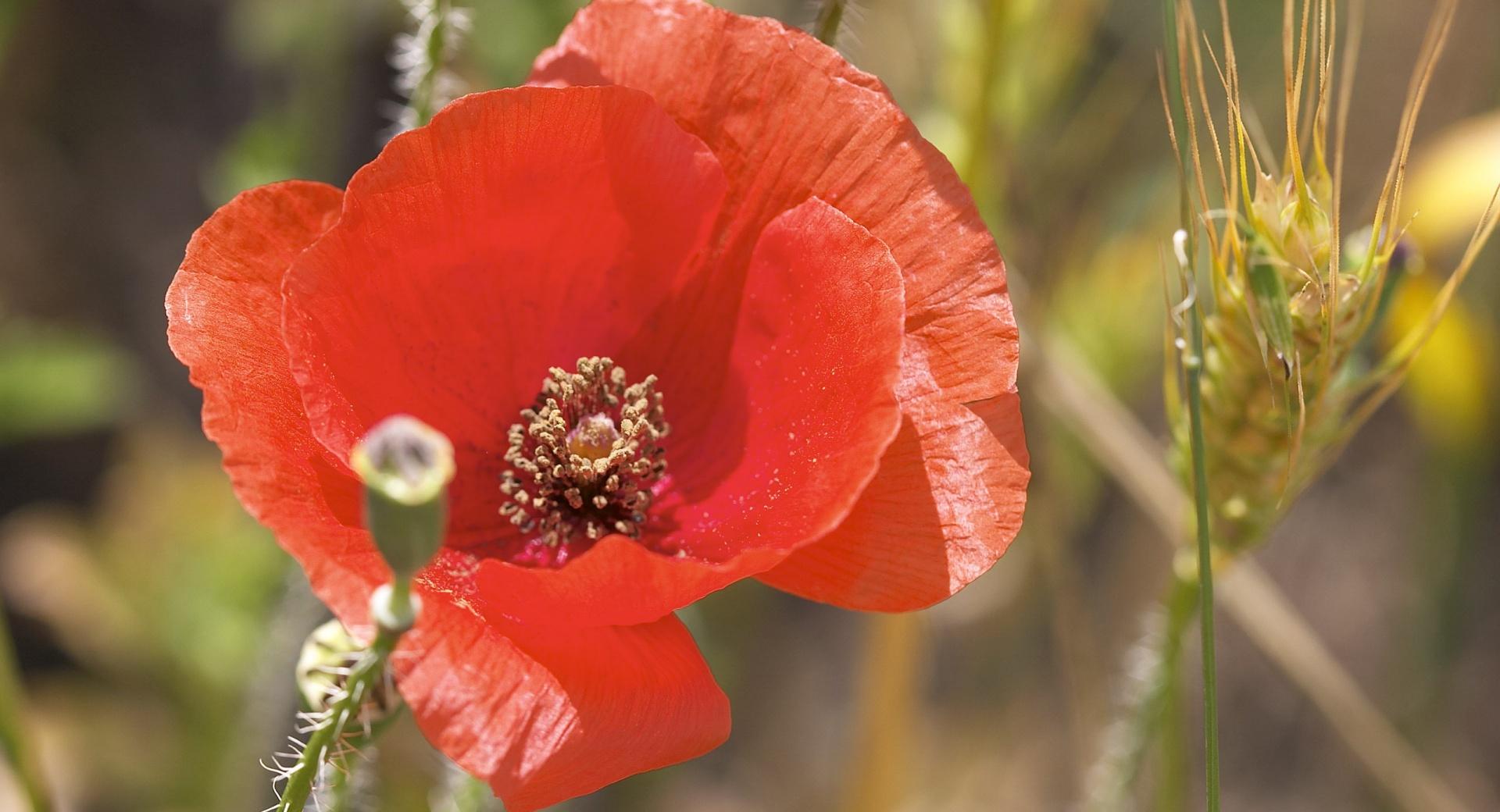 Open Poppy Flower at 640 x 1136 iPhone 5 size wallpapers HD quality