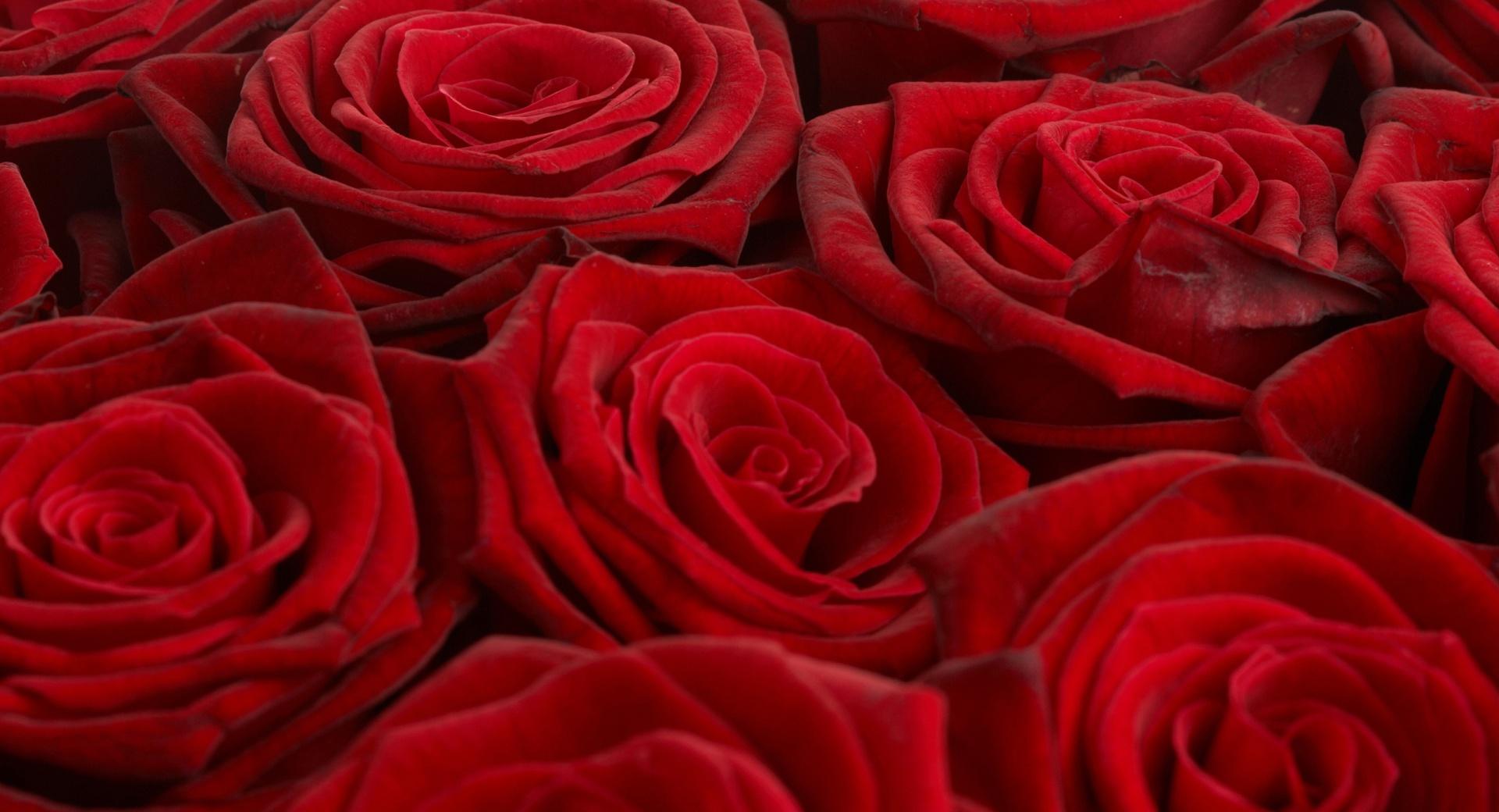 Opened Red Roses wallpapers HD quality