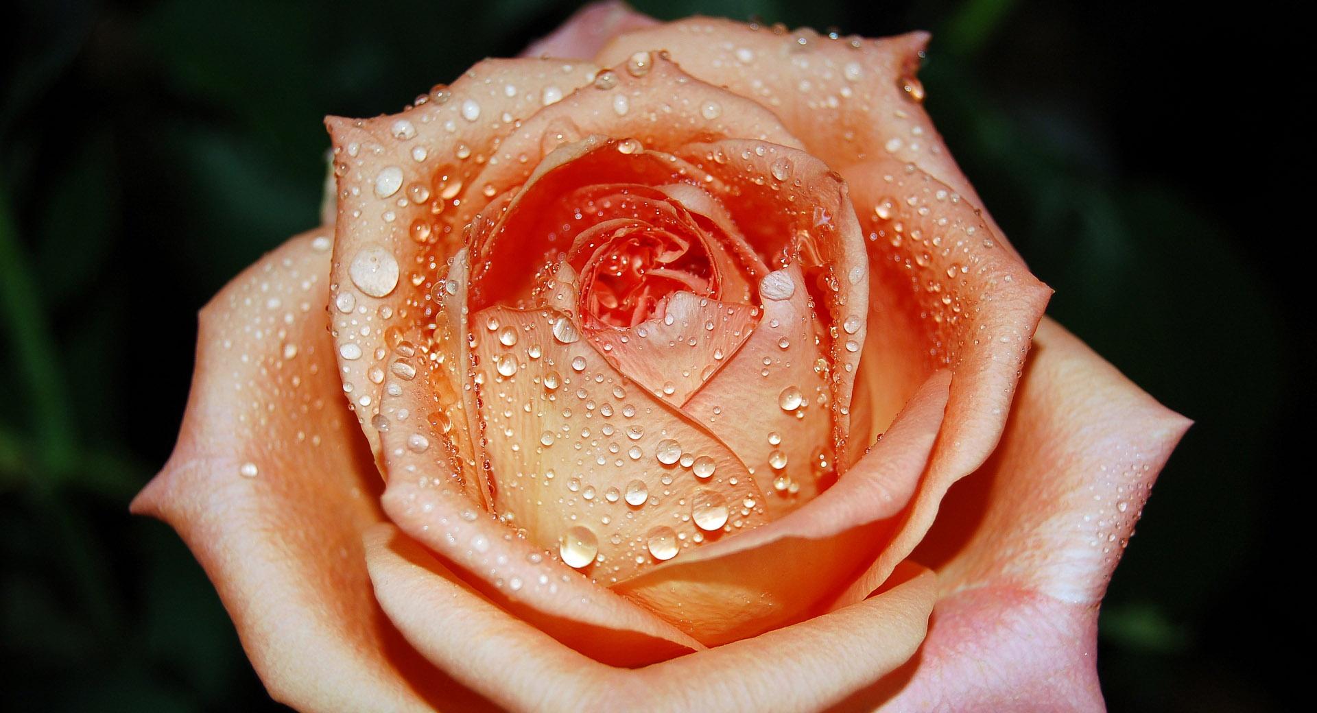Orange Rose Flower at 640 x 1136 iPhone 5 size wallpapers HD quality