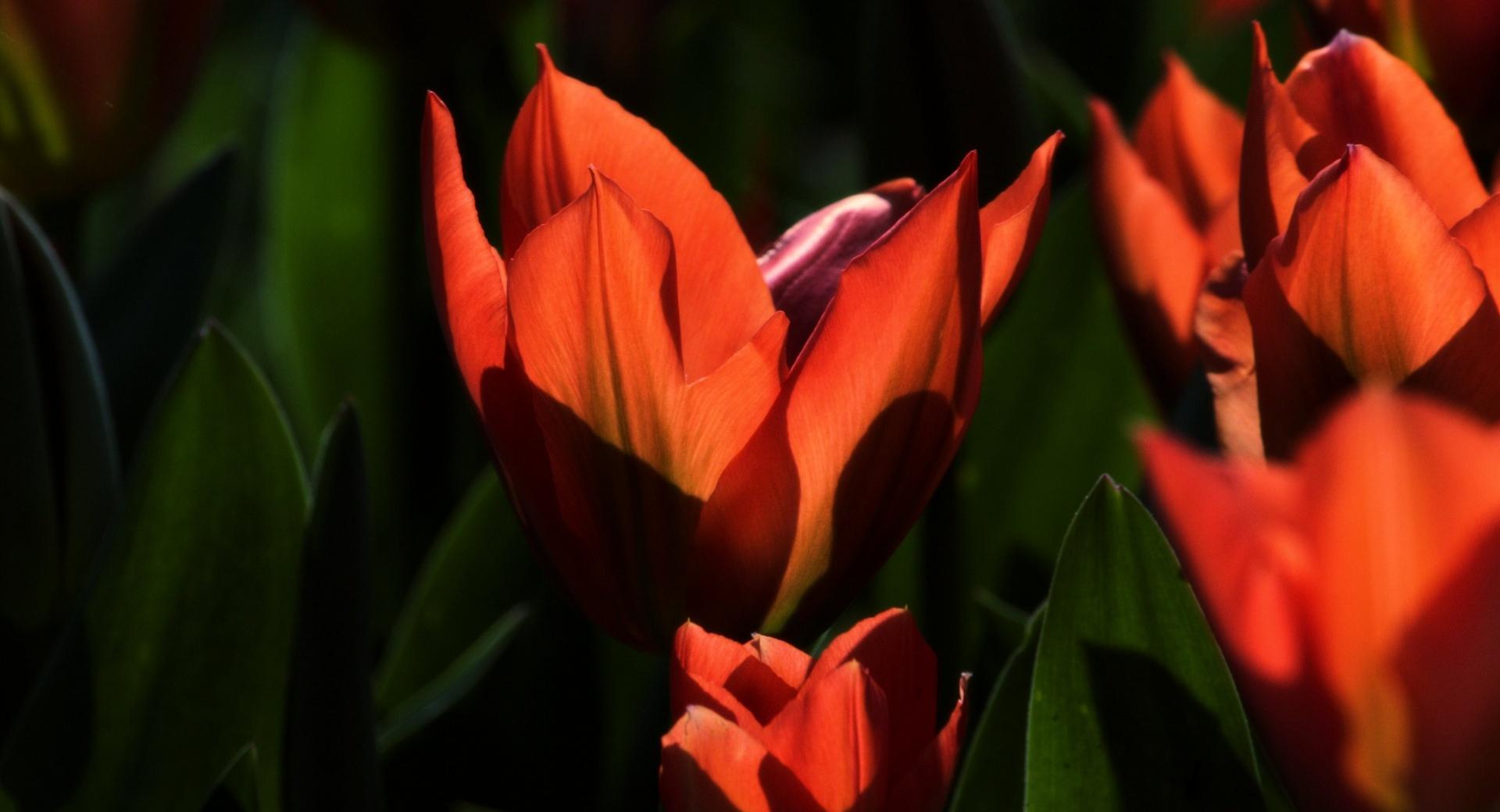Orange Tulips at 1024 x 1024 iPad size wallpapers HD quality