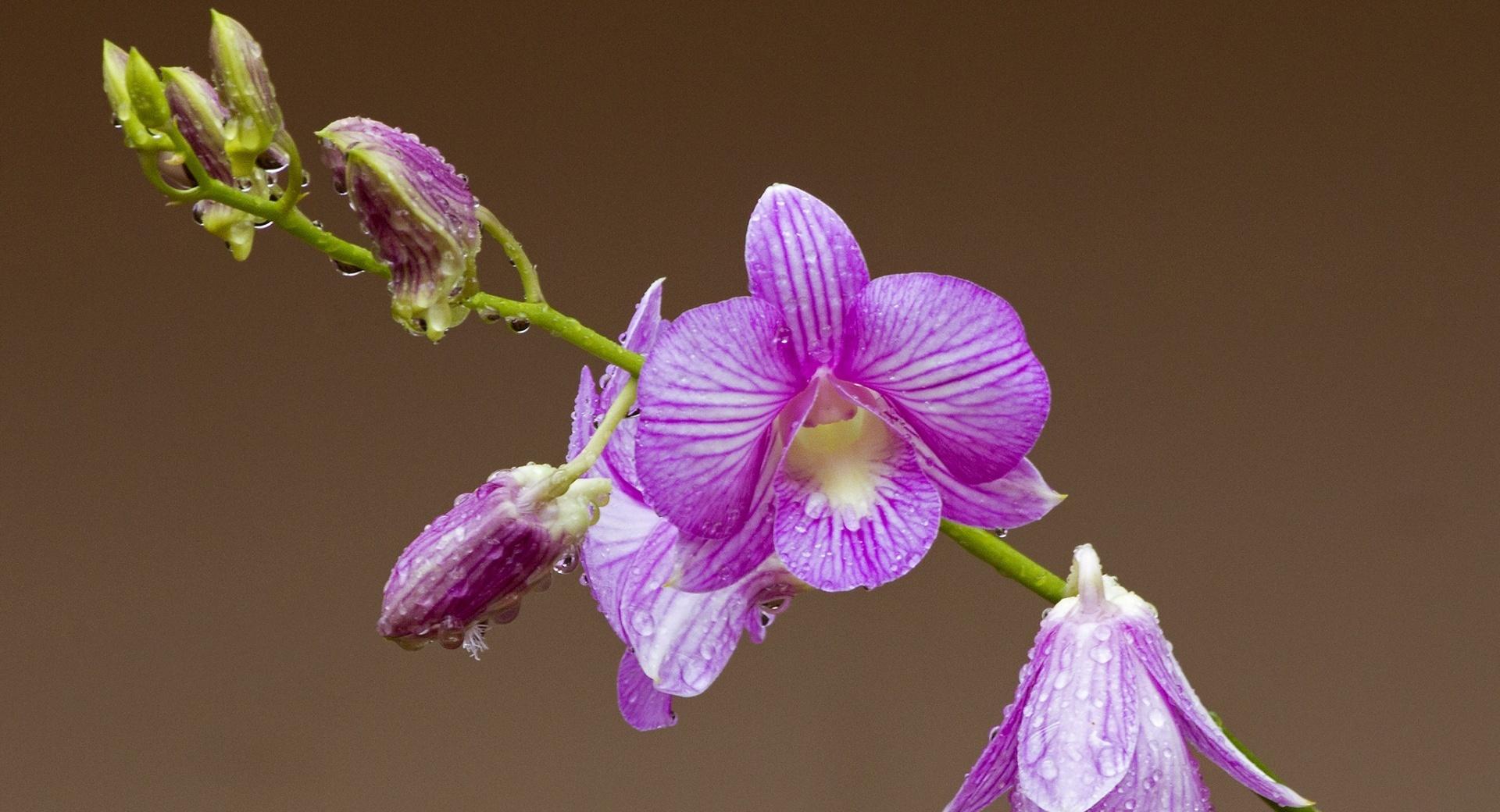Orchid Drops On Petals wallpapers HD quality