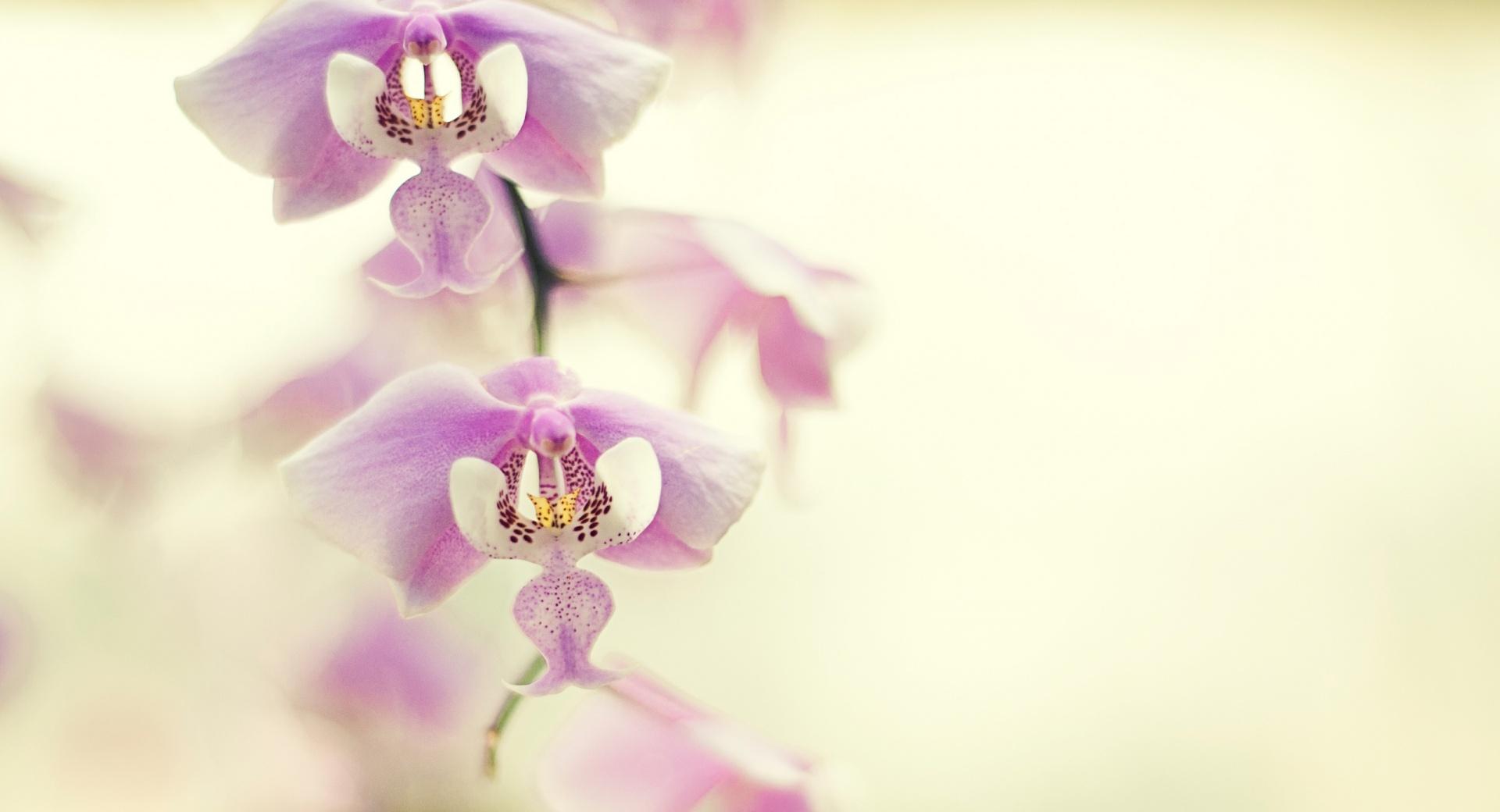 Orchid For Desktop at 640 x 1136 iPhone 5 size wallpapers HD quality