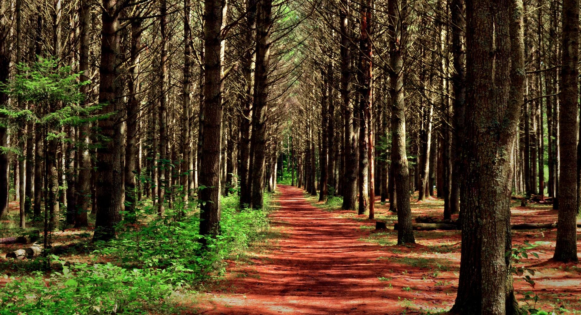 Path in the Forest at 640 x 960 iPhone 4 size wallpapers HD quality