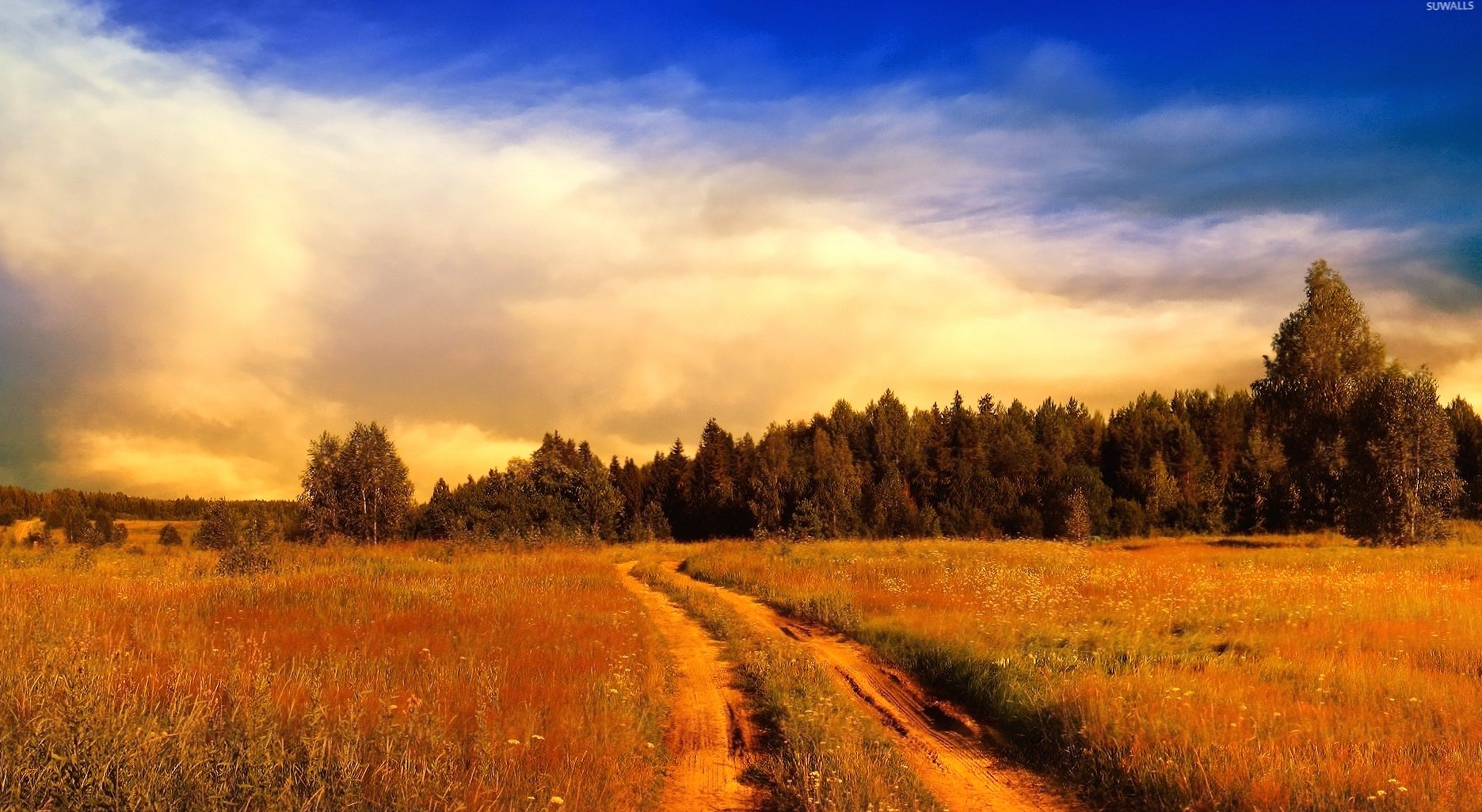 Path on the rusty field towards the forest at 1024 x 768 size wallpapers HD quality