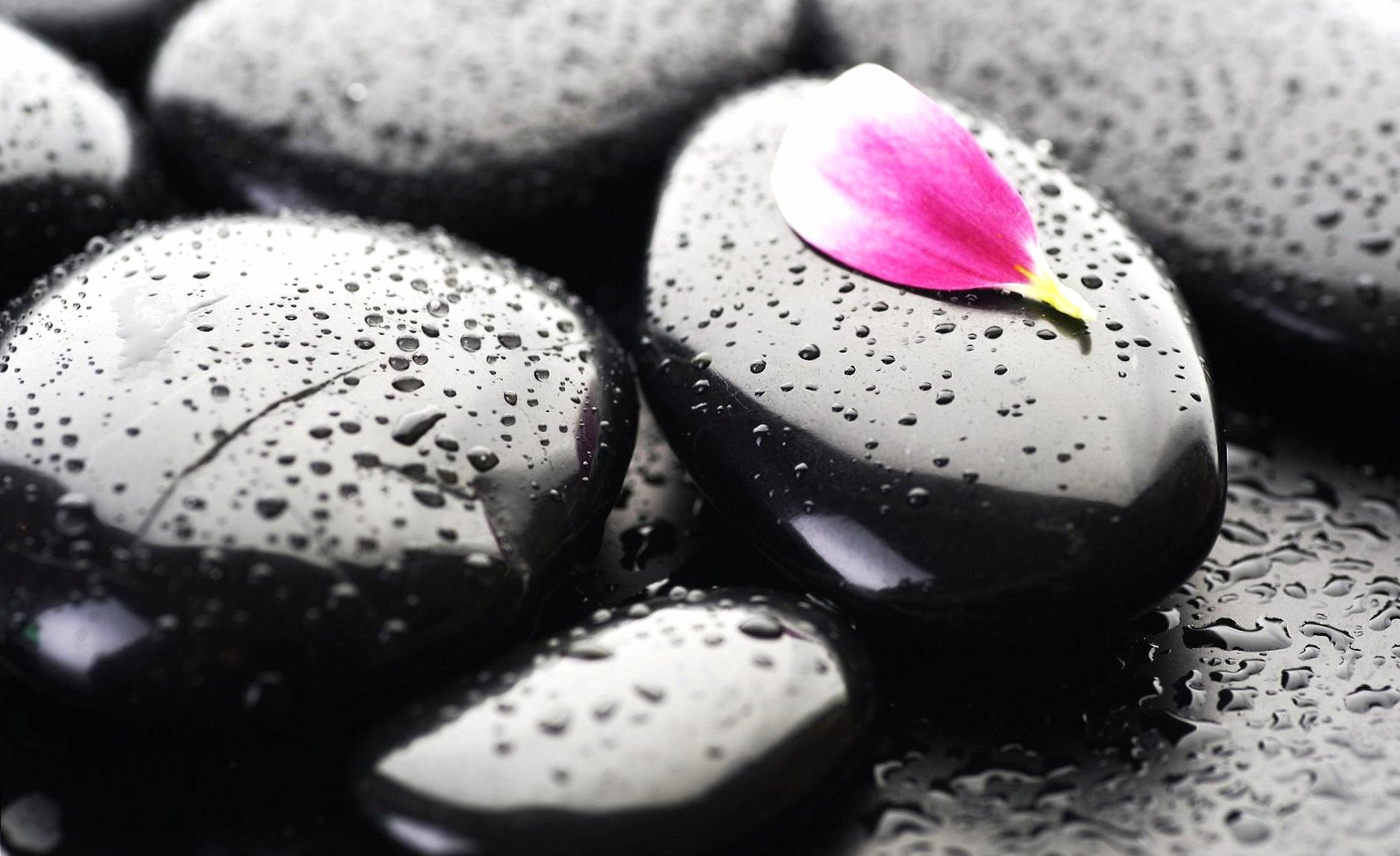 petal and black stones at 1024 x 1024 iPad size wallpapers HD quality