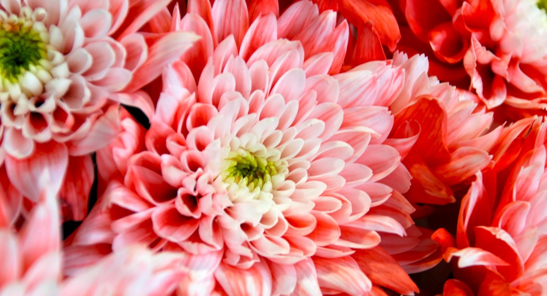 Pink Chrysanthemum at 640 x 960 iPhone 4 size wallpapers HD quality