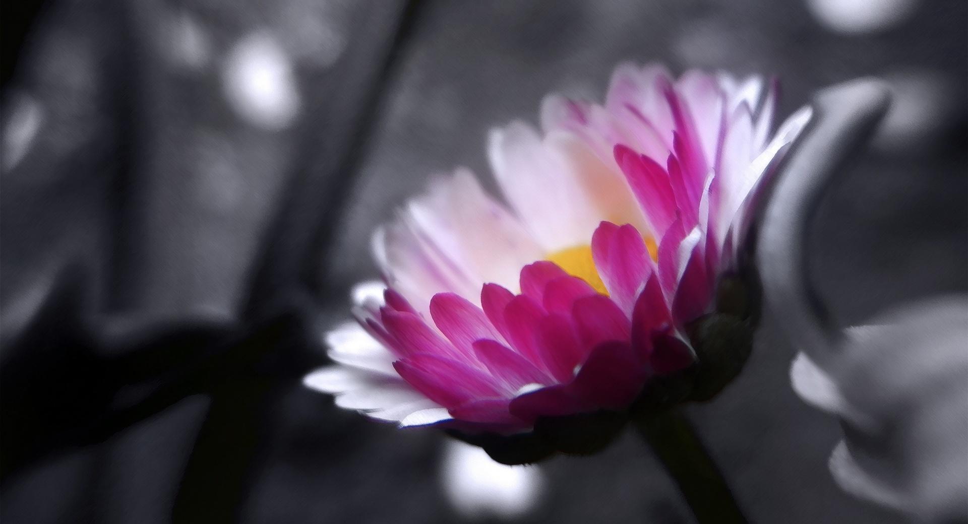 Pink Flower On Black And White Background at 320 x 480 iPhone size wallpapers HD quality