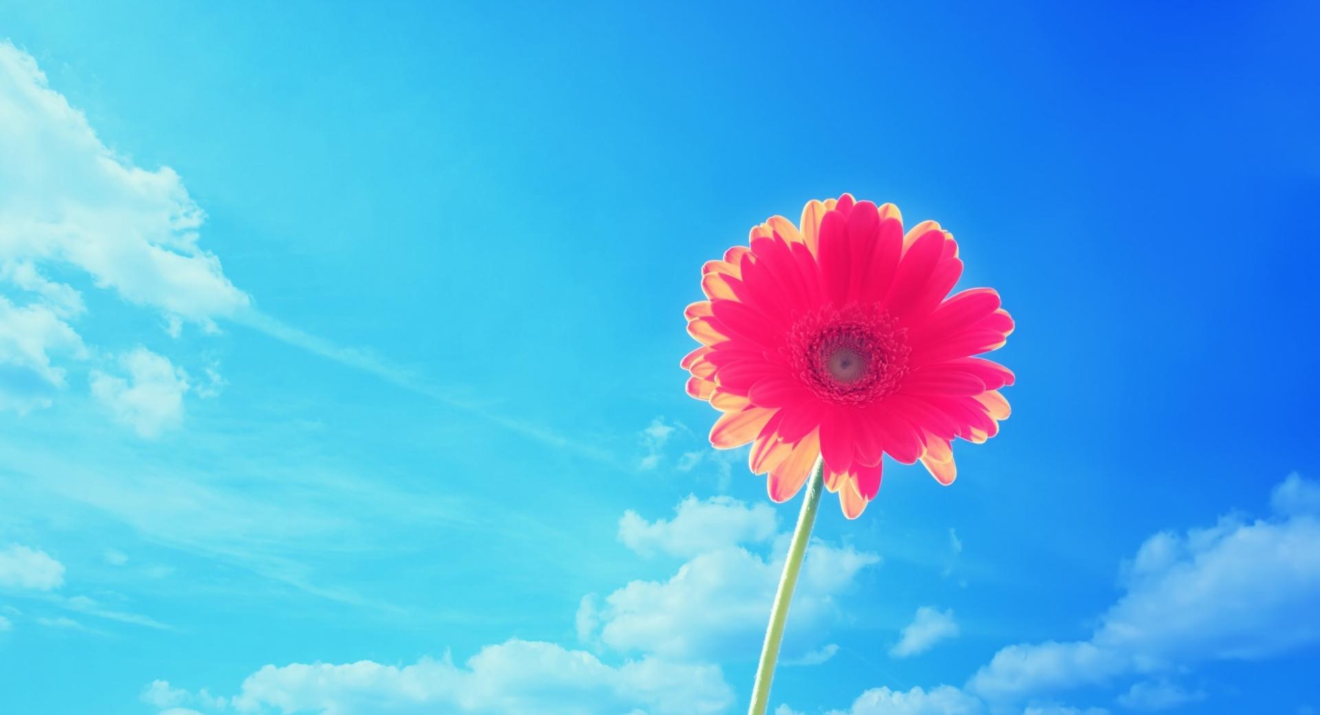 Pink Gerbera at 750 x 1334 iPhone 6 size wallpapers HD quality