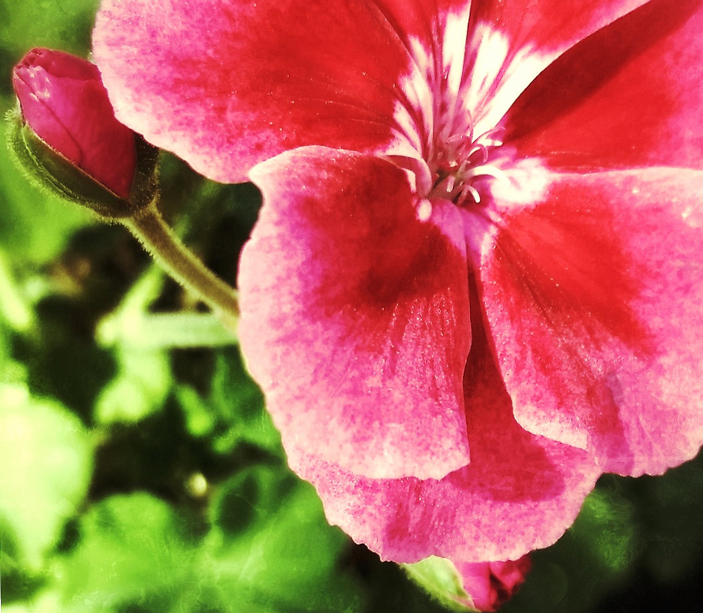 Pink Petunia wallpapers HD quality