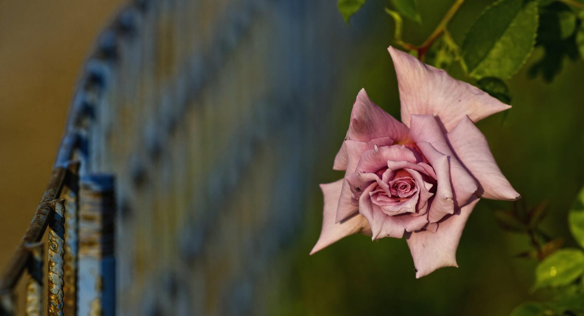 Pink Rose And Fence wallpapers HD quality