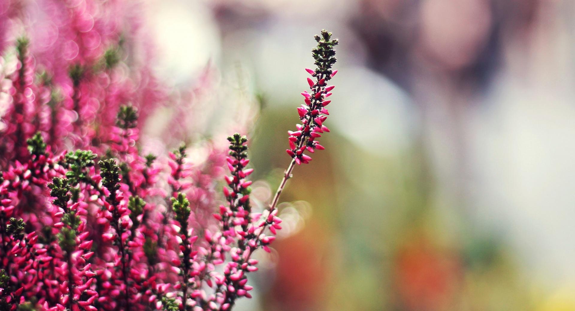 Plant With Pink Flowers at 1600 x 1200 size wallpapers HD quality
