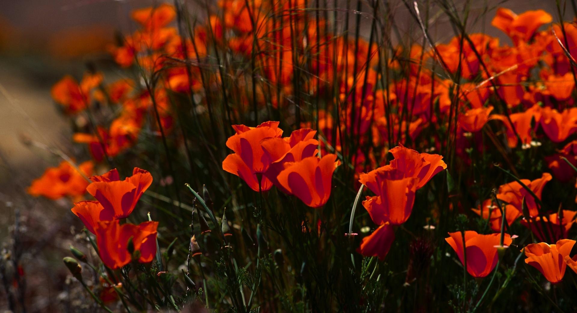 Poppies Buds at 640 x 960 iPhone 4 size wallpapers HD quality