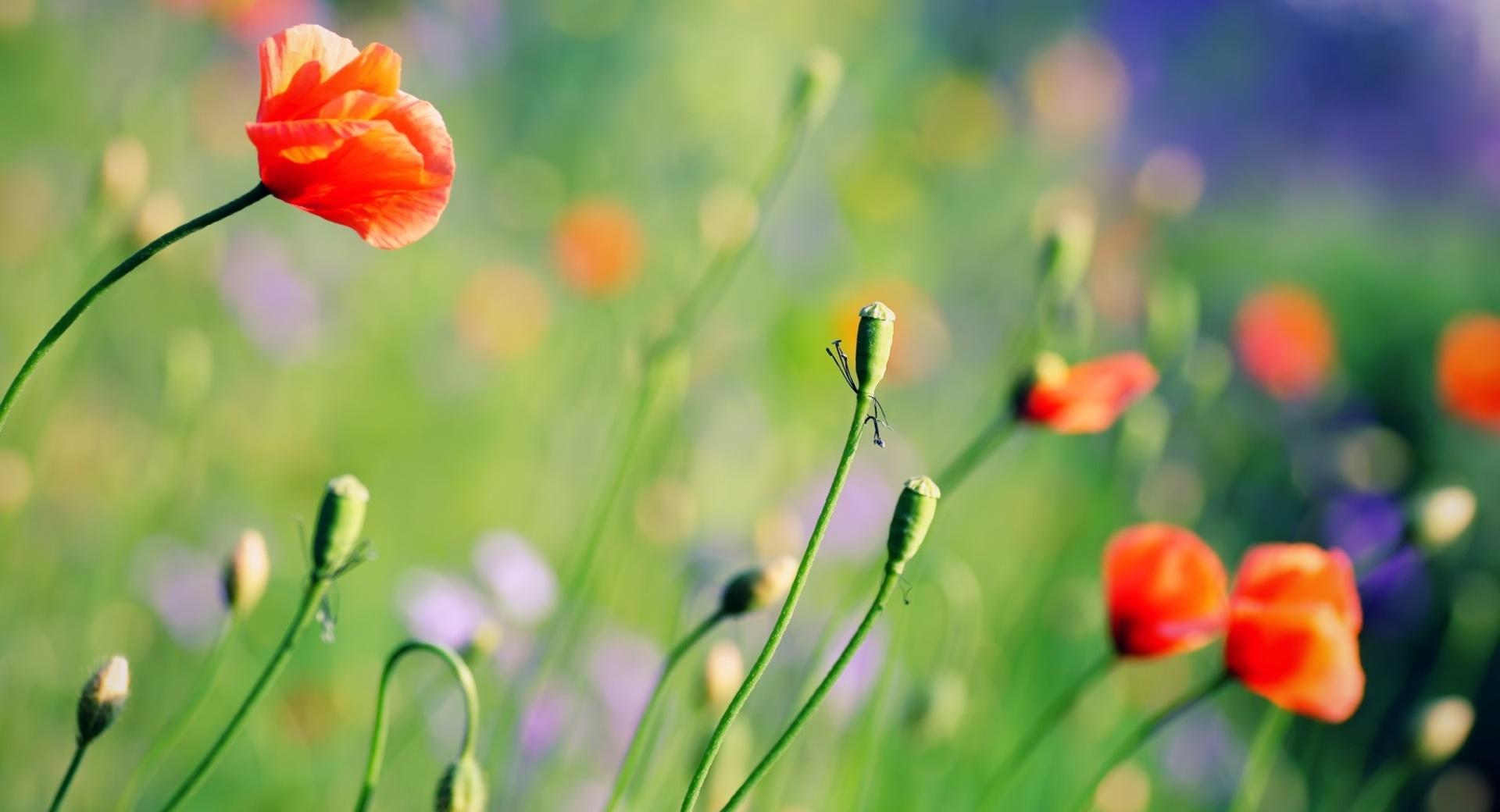 Poppies Meadow wallpapers HD quality