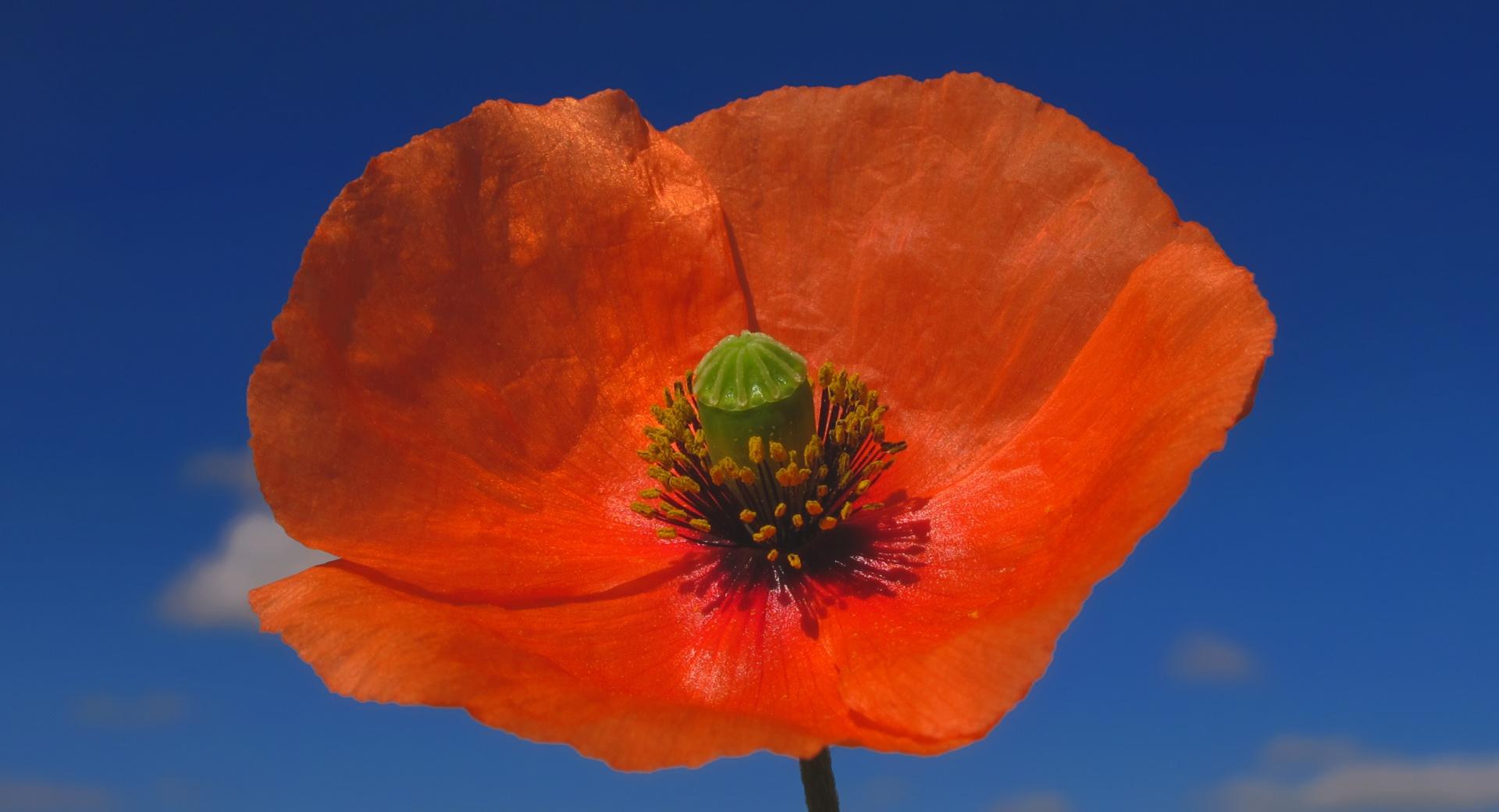 Poppy Against Blue Sky at 2048 x 2048 iPad size wallpapers HD quality